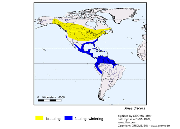 Verbreitungskarte von Anas discors