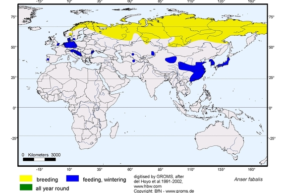 Verbreitungskarte von Anser fabalis