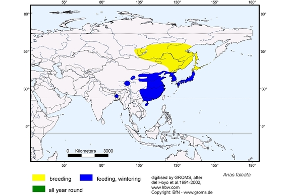 Verbreitungskarte von Anas falcata