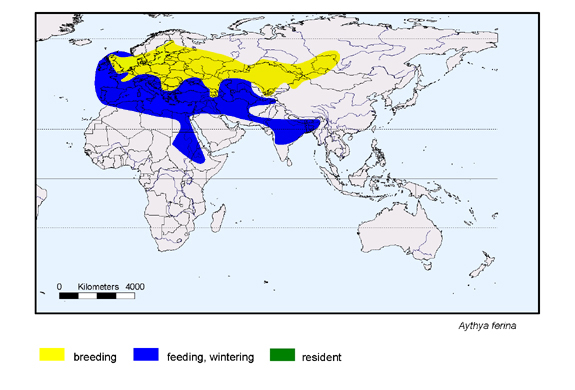 Verbreitungskarte von Aythya ferina