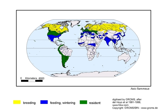Verbreitungskarte von Asio flammeus