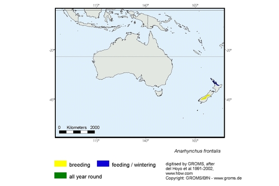 Verbreitungskarte von Anarhynchus frontalis