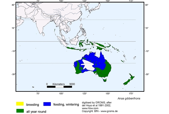 Verbreitungskarte von Anas gibberifrons