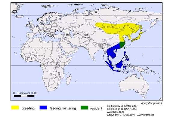 Verbreitungskarte von Accipiter gularis