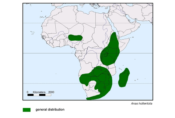 Verbreitungskarte von Anas hottentota