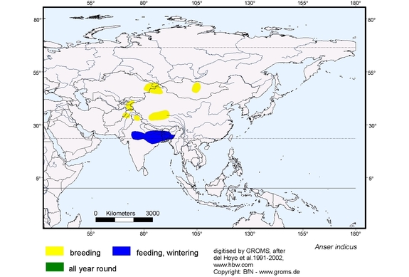 Verbreitungskarte von Anser indicus