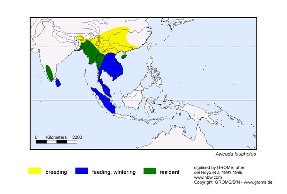 Verbreitungskarte von Aviceda leuphotes