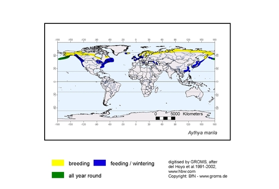 Verbreitungskarte von Aythya marila