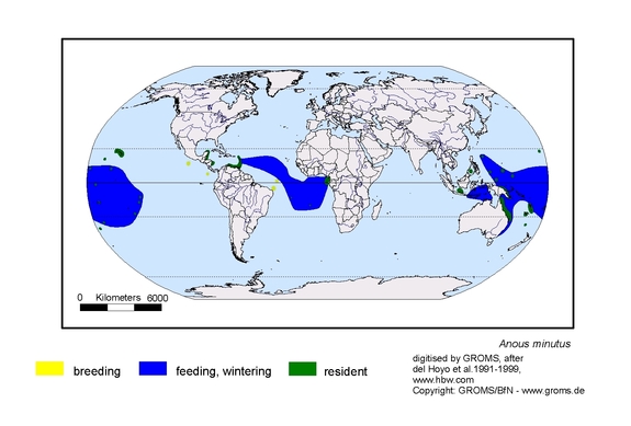 Verbreitungskarte von Anous minutus