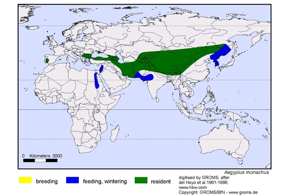 Verbreitungskarte von Aegypius monachus