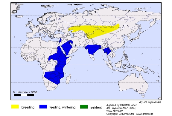 Verbreitungskarte von Aquila nipalensis