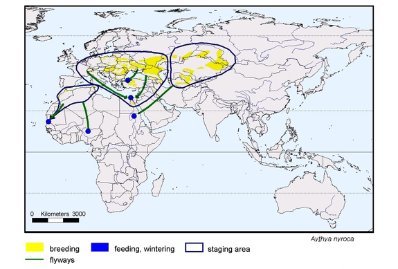 Verbreitungskarte von Aythya nyroca