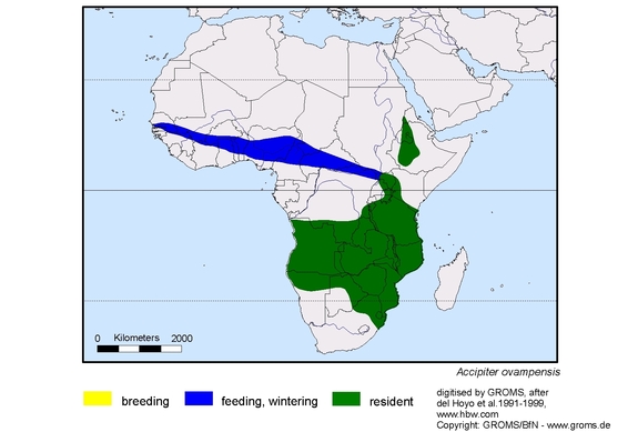 Verbreitungskarte von Accipiter ovampensis