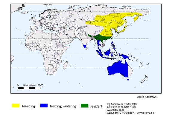 Verbreitungskarte von Apus pacificus