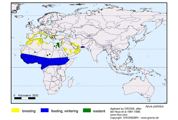 Verbreitungskarte von Apus pallidus
