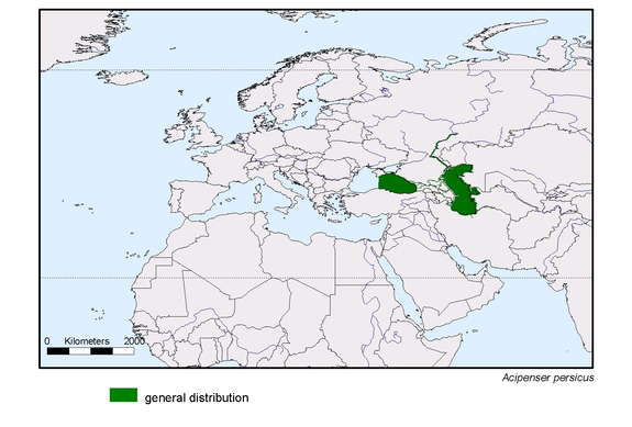 Verbreitungskarte von Acipenser persicus