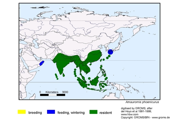 Verbreitungskarte von Amaurornis phoenicurus