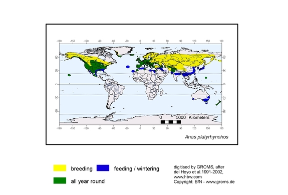 Verbreitungskarte von Anas platyrhynchos