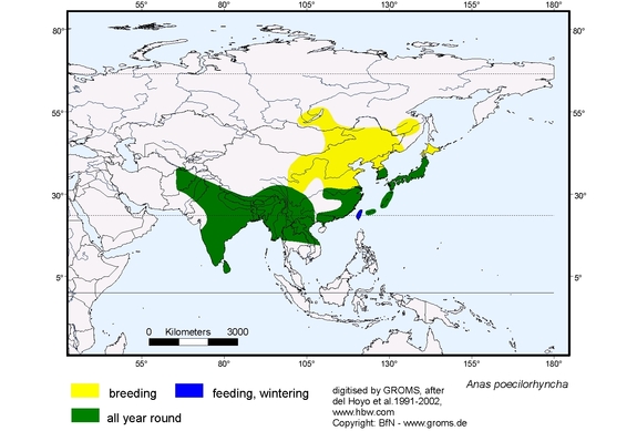 Verbreitungskarte von Anas poecilorhyncha