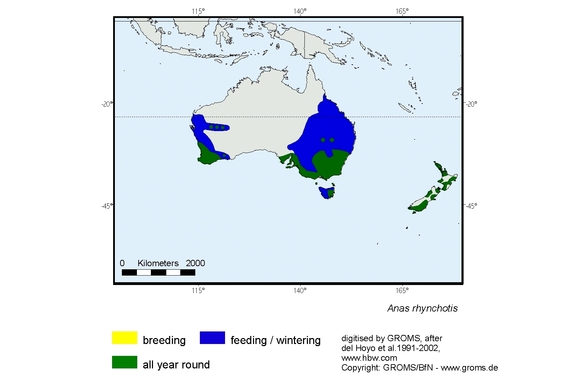 Verbreitungskarte von Anas rhynchotis