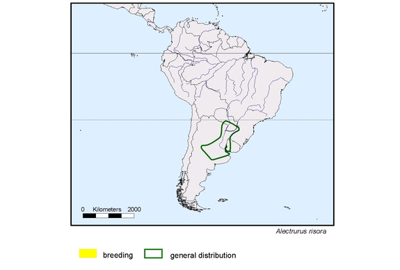 Verbreitungskarte von Alectrurus risora