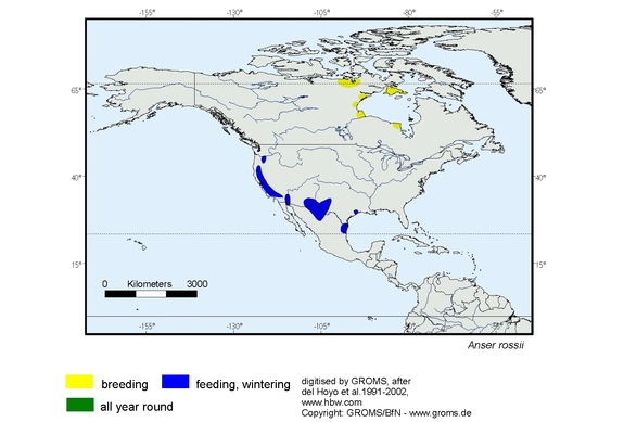 Verbreitungskarte von Anser rossii