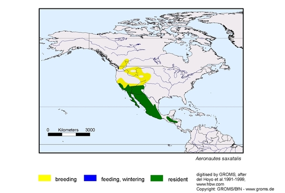 Verbreitungskarte von Aeronautes saxatalis