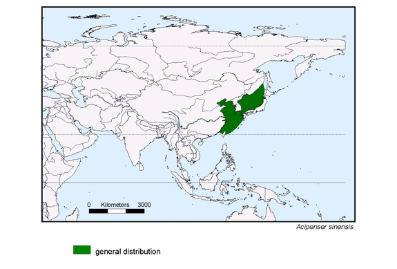 Verbreitungskarte von Acipenser sinensis