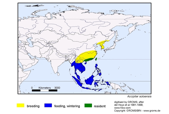Verbreitungskarte von Accipiter soloensis