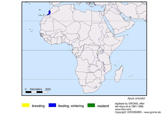 Verbreitungskarte von Apus unicolor