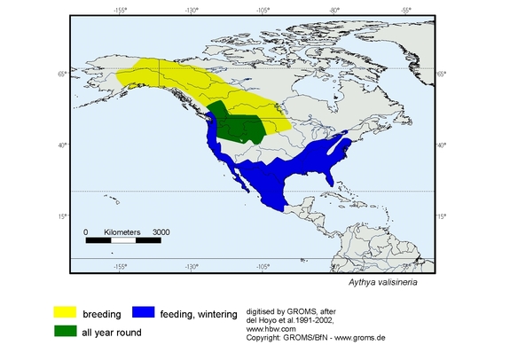 Verbreitungskarte von Aythya valisineria