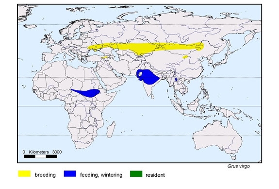 Verbreitungskarte von Grus virgo