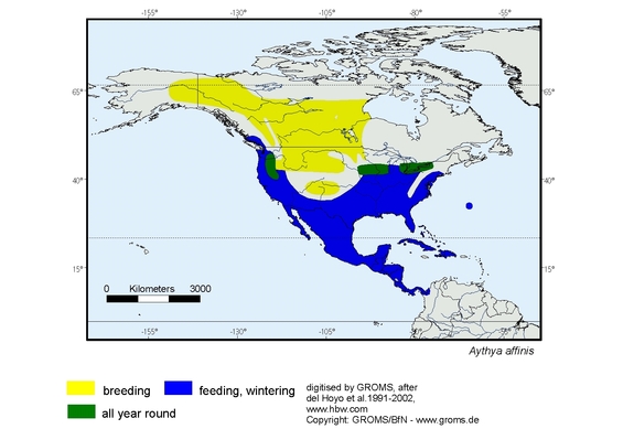 Verbreitungskarte von Aythya affinis