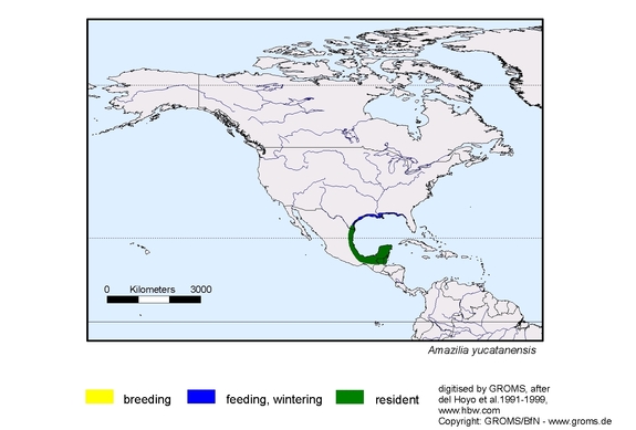 Verbreitungskarte von Amazilia yucatanensis