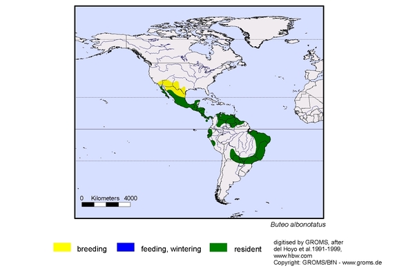 Verbreitungskarte von Buteo albonotatus