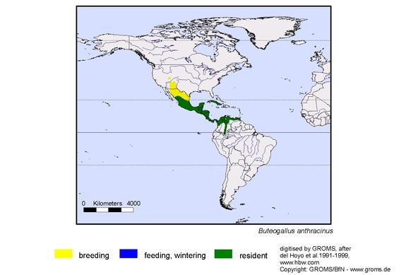 Verbreitungskarte von Buteogallus anthracinus