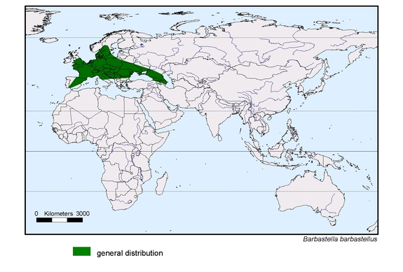 Verbreitungskarte von Barbastella barbastellus