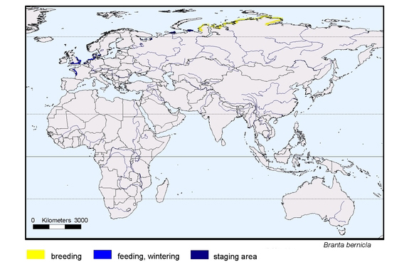 Verbreitungskarte von Branta bernicla