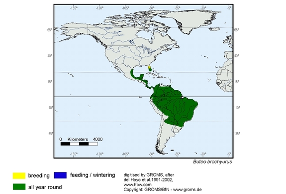 Verbreitungskarte von Buteo brachyurus