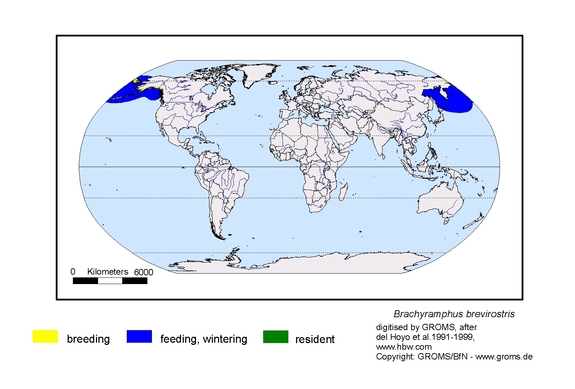 Verbreitungskarte von Brachyramphus brevirostris