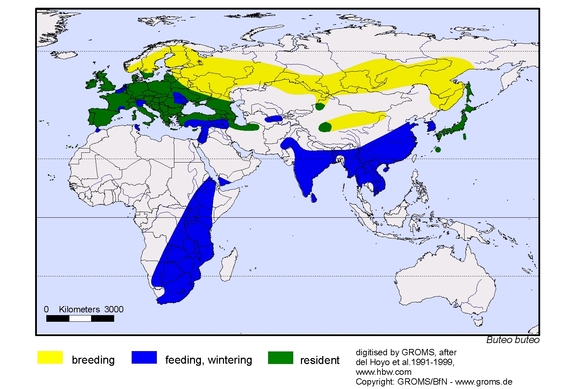 Verbreitungskarte von Buteo buteo