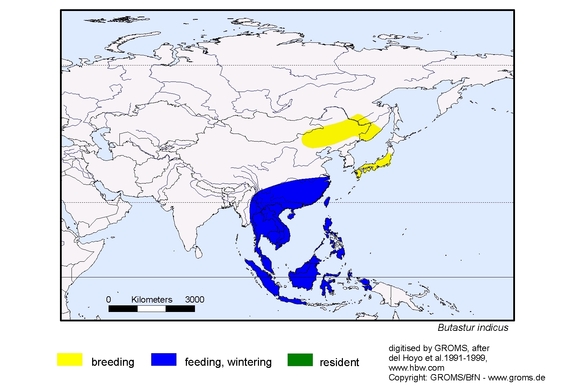 Verbreitungskarte von Butastur indicus