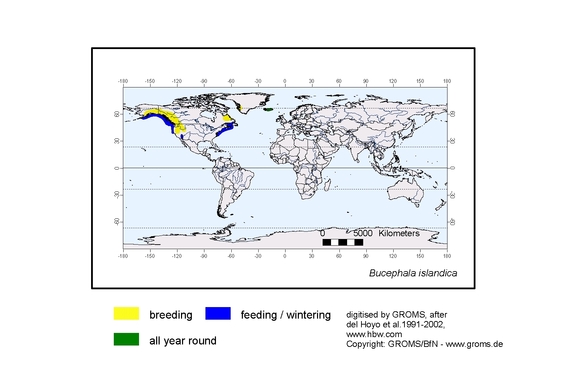 Verbreitungskarte von Bucephala islandica