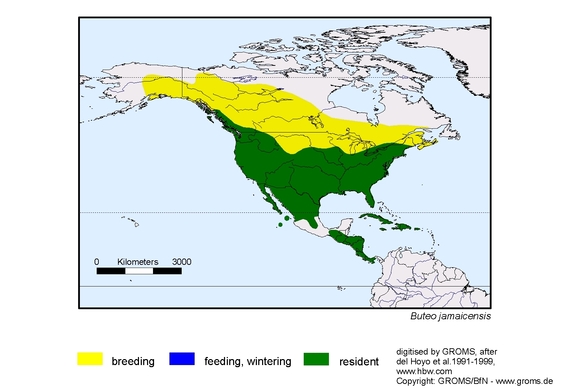 Verbreitungskarte von Buteo jamaicensis