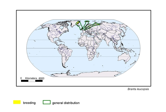 Verbreitungskarte von Branta leucopsis