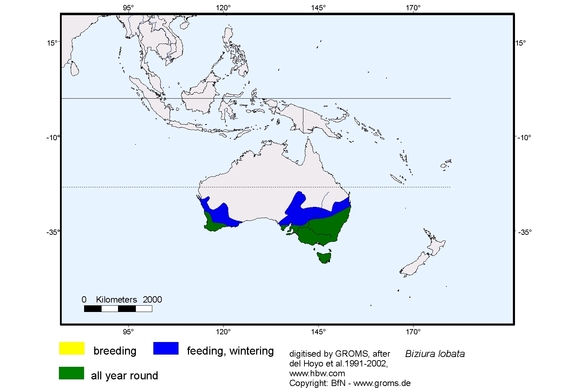 Verbreitungskarte von Biziura lobata