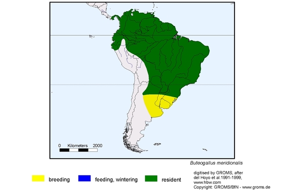 Verbreitungskarte von Buteogallus meridionalis