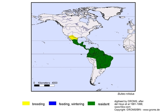 Verbreitungskarte von Buteo nitidus