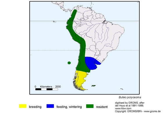 Verbreitungskarte von Buteo polyosoma