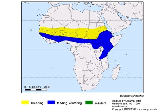 Verbreitungskarte von Butastur rufipennis